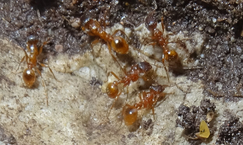 colonia intera di Myrmica sp. - Formicidae